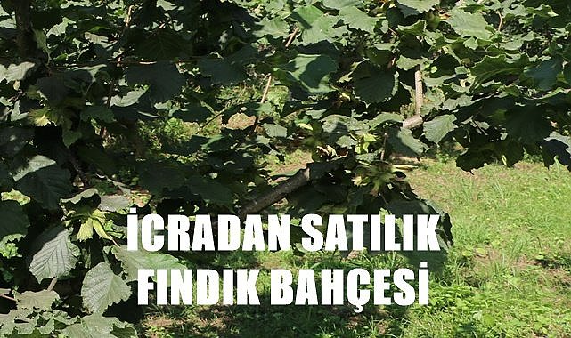 Ordu Altınordu'da fındık bahçesi icradan satılıktır
