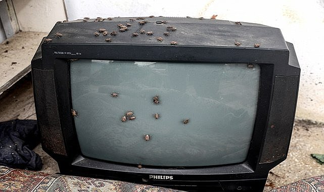 Büyükşehir Kahverengi Kokarcaya karşı mücadeleye  başladı