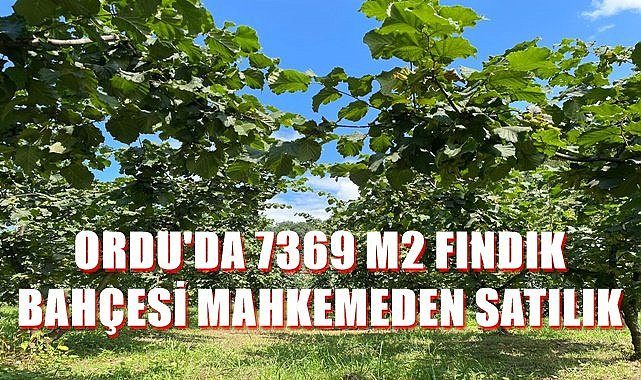 Ordu İkizce'de 7369 m2 fındık bahçesi satılık