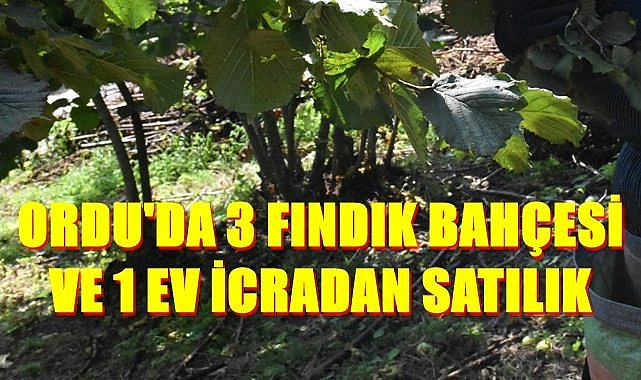 Ordu Perşembe'de 3 fındık bahçesi ve 1 ev satılık
