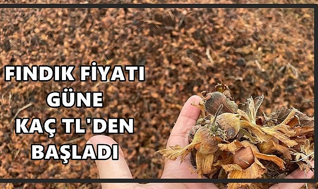 Fındık Fiyatı Güne Kaç TL'den Başladı? Ordu'da Fındık Fiyatı
