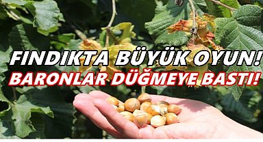 “Fındıkta Büyük Oyun: Baronlar Düğmeye Bastı!”