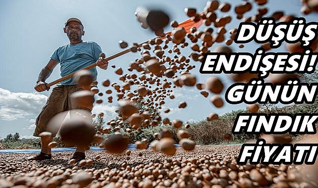 Ordu'da Tüccar Fındık Fiyatını Açıkladı; 21 Ekim 2025