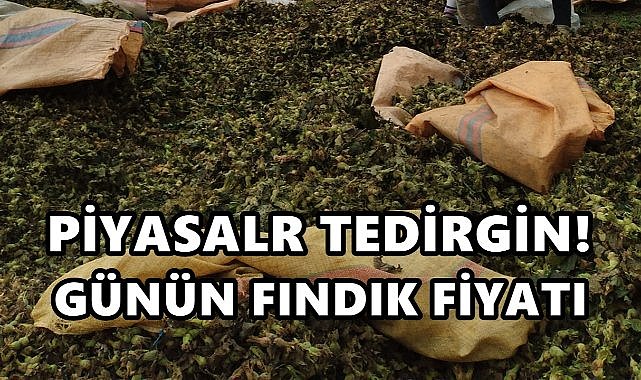 Ordu'da Tüccar Günün Fındık Fiyatını Belirledi