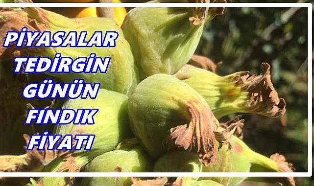 Ordu'da Tüccarda Fındık Fiyatı; 20 Ekim 2025