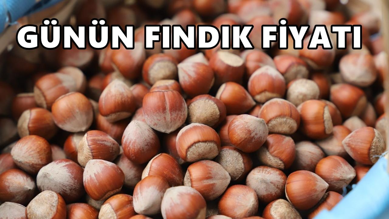 Ordu'da Fındık Fiyatı 31 Ekim 2025 Cuma