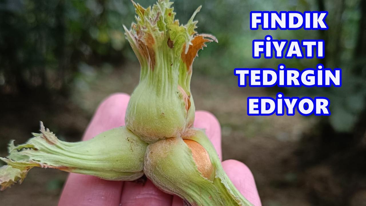 Ordu'da Fındık Fiyatı 11 Kasım 2025 Salı
