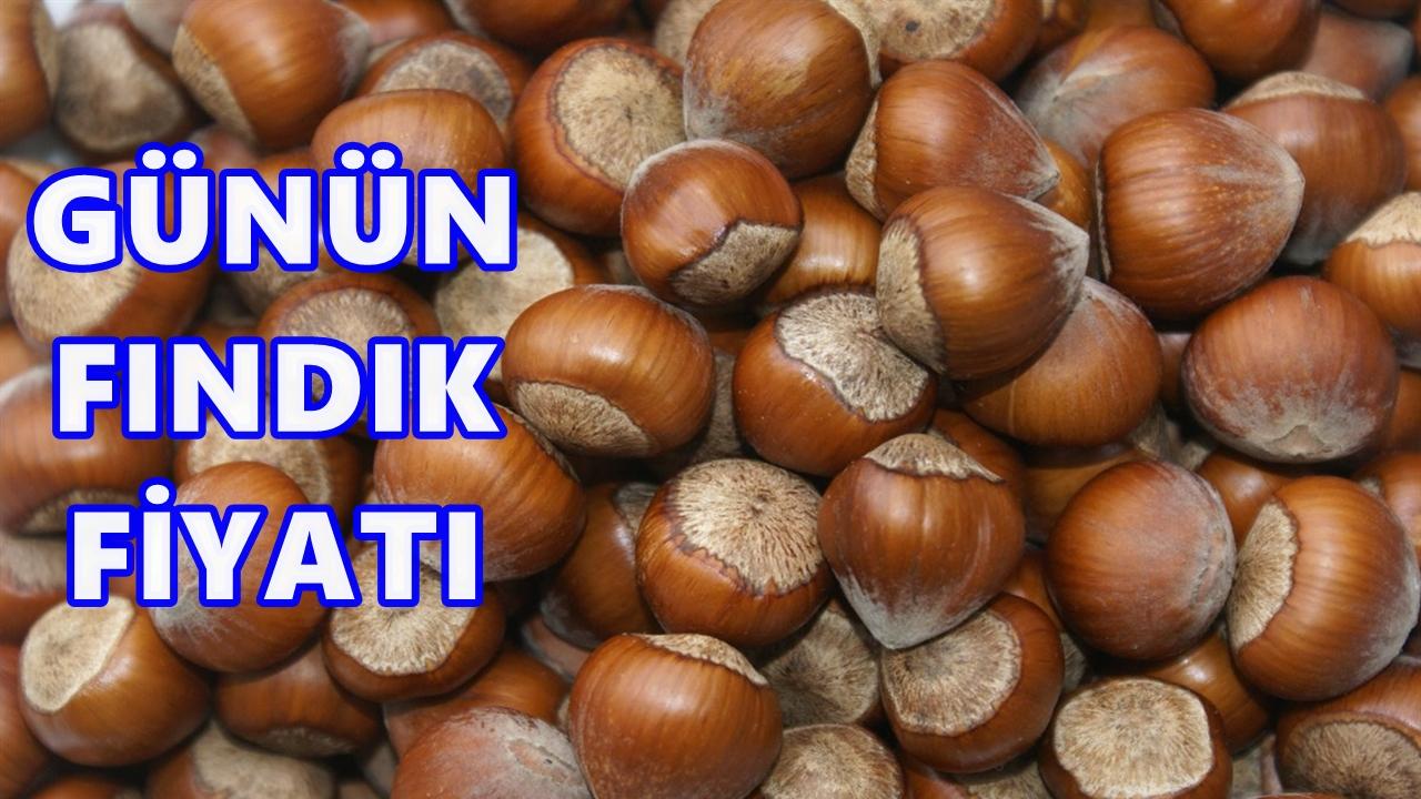 Ordu'da Fındık Fiyatı 12 Kasım 2025 Çarşamba