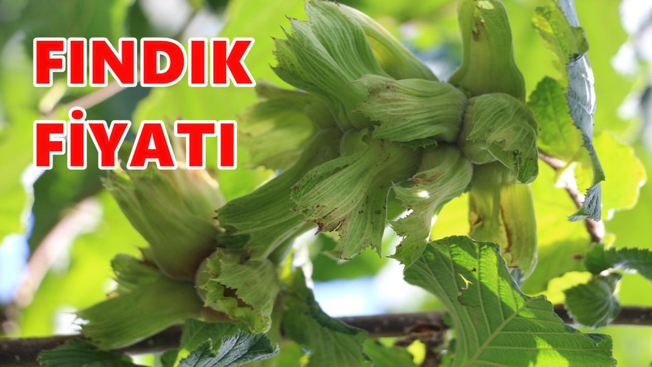 Ordu'da Fındık Fiyatı 8 Kasım 2025 Cumartesi