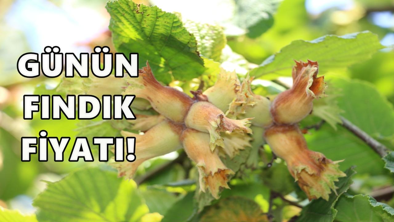 Ordu'da Fındık Fiyatı 9 Kasım 2025 Pazar