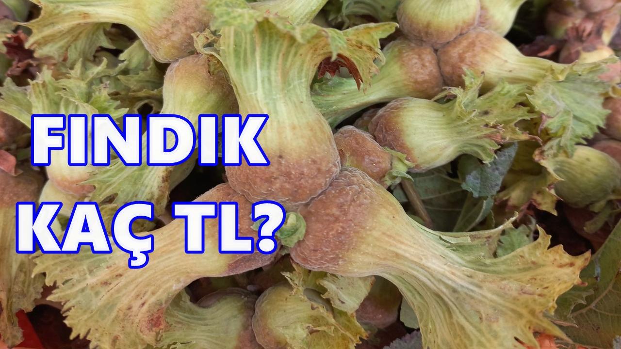 Otomatik Taslak