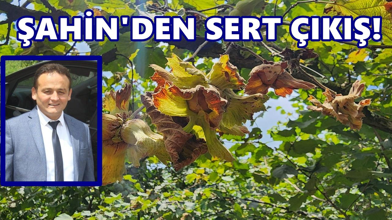 Şahin’den fındık piyasasına isyan: Bu oyun yıllardır aynı!