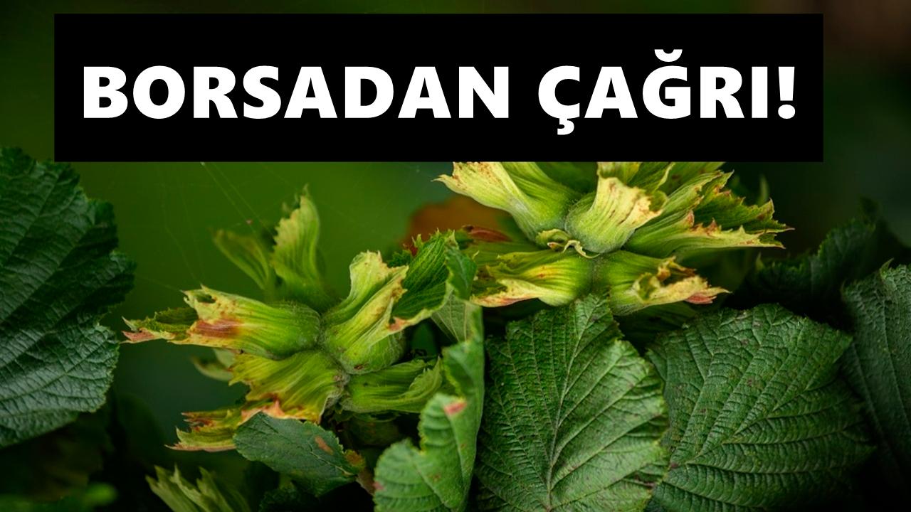 TMO 400 TL'den Fındık Alsın!
