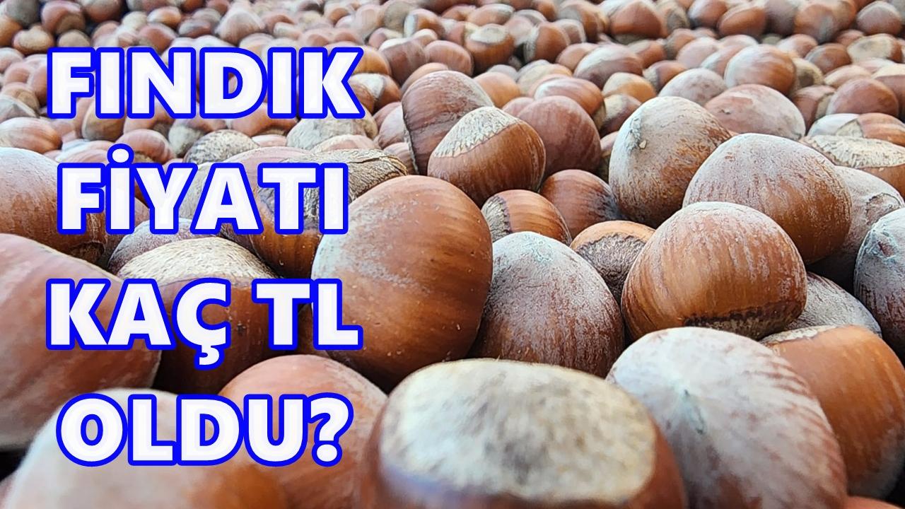 Fındık Fiyatı 27 Aralık 2025 Cumartesi