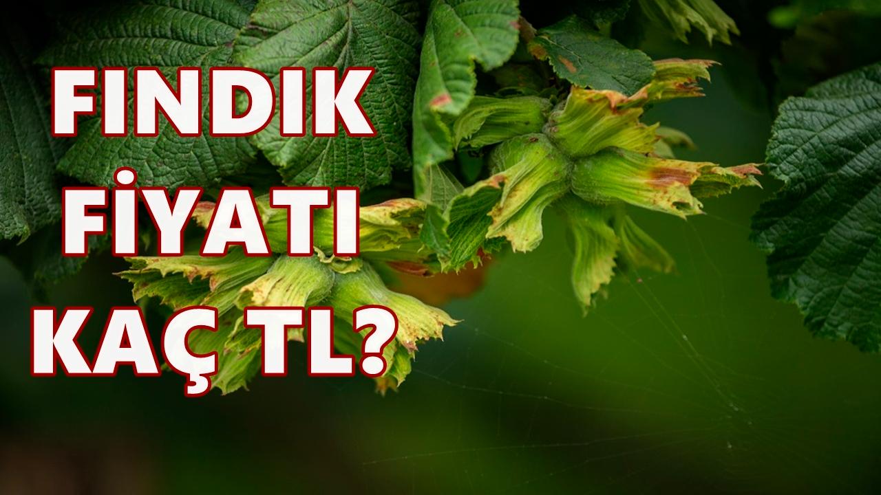 Otomatik Taslak