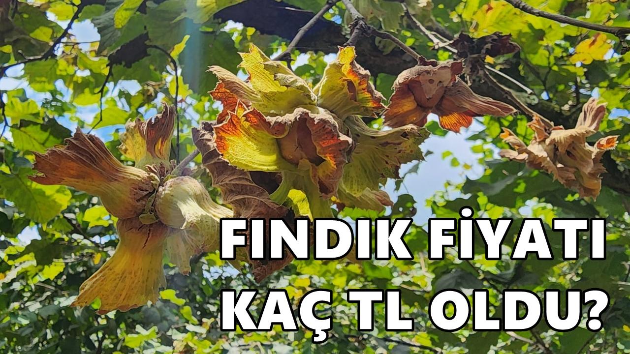 Fındık Fiyatı 22 Ocak 2026 Perşembe