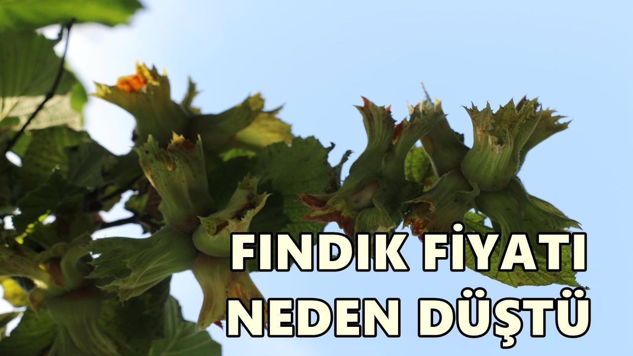 Fındık Fiyatı 24 Ocak 2026 Cumartesi