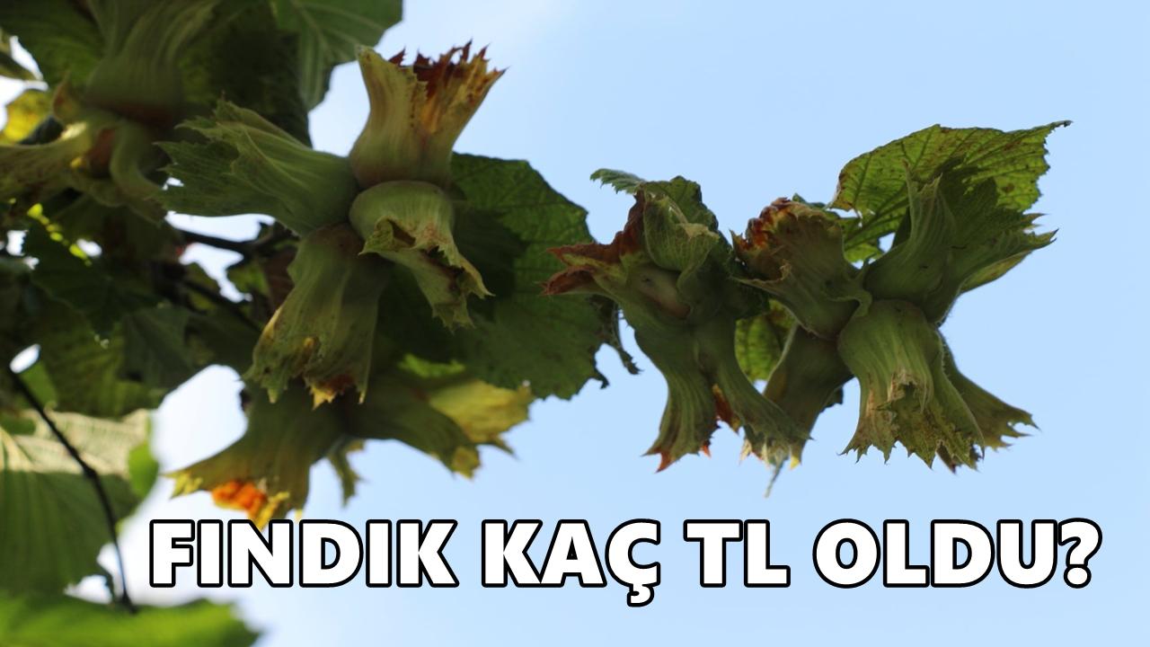 Fındık Fiyatı 3 Ocak 2026 Cumartesi