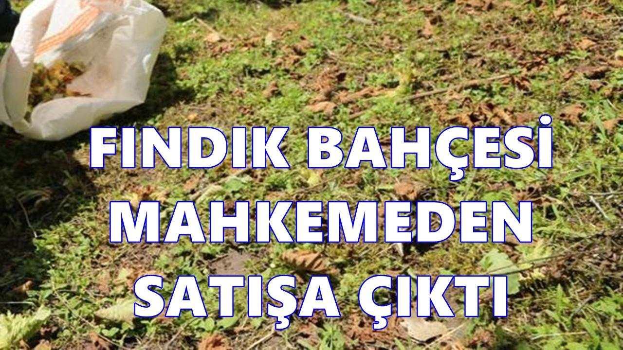 Perşembe’de 3 Fındık Bahçesi İcradan Satışa Çıkarıldı