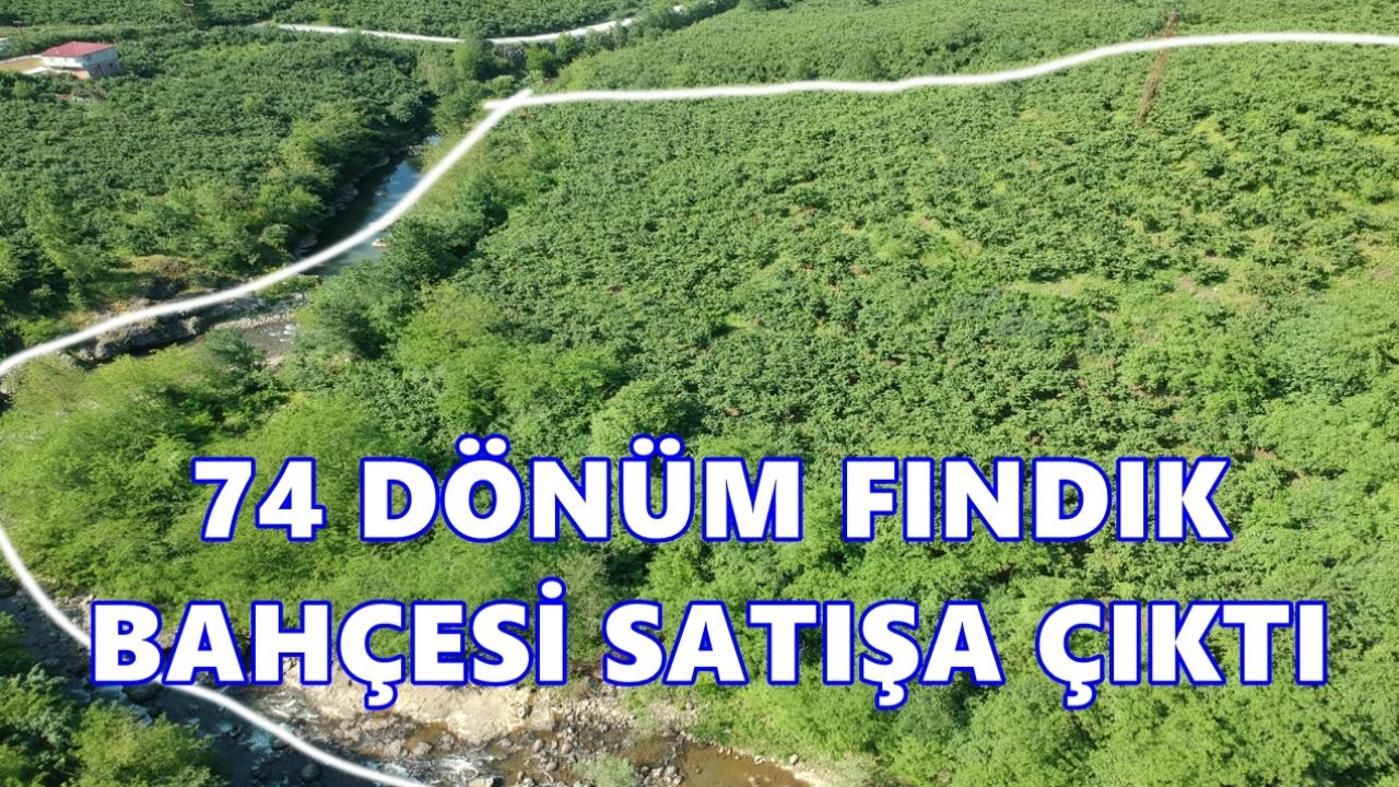 Altınordu'da 74 Dönüm Fındık Bahçesi Mahkeme Yoluyla Satışa Çıkarıldı