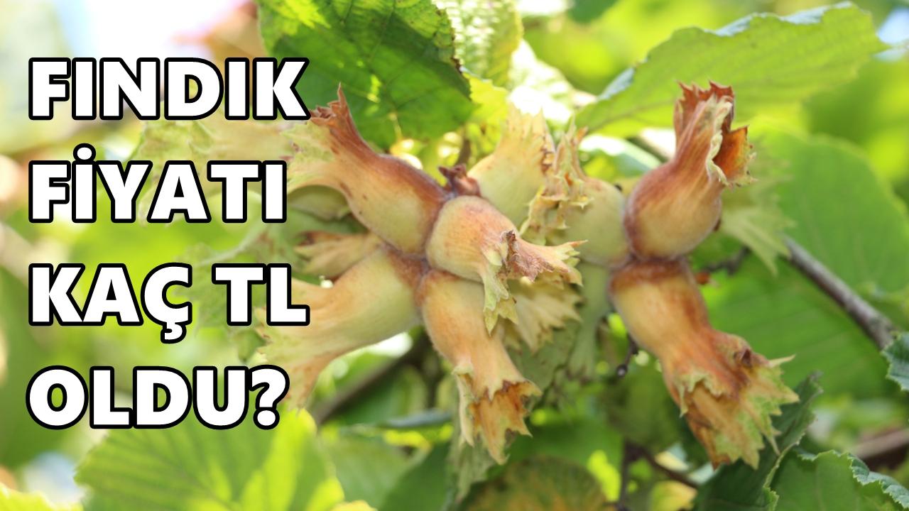 Fındık Fiyatı 20 Şubat 2026 Cuma