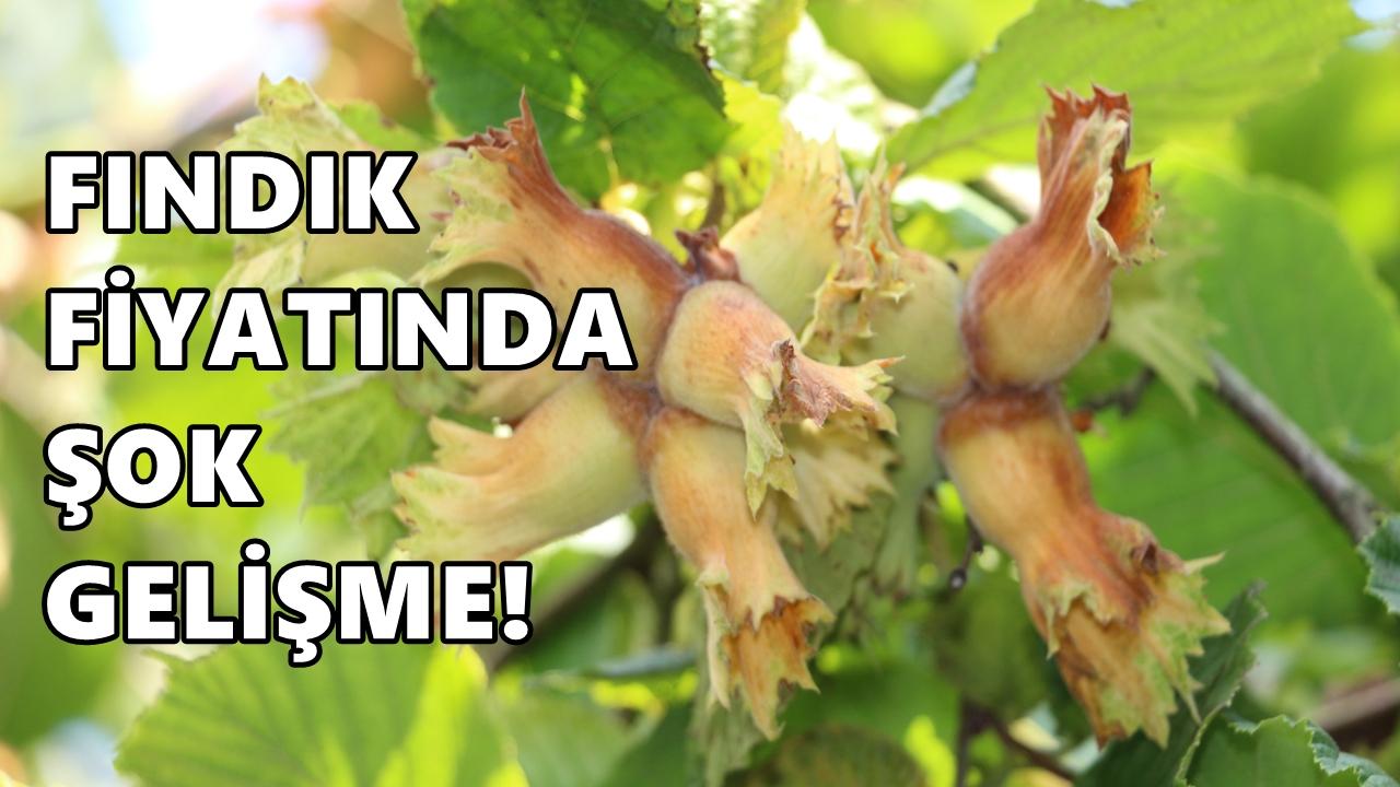 Fındık Fiyatı 5 Mart 2026 Perşembe