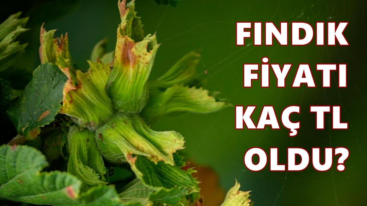 Fındık Fiyatı 25 Nisan 2026 Cumartesi