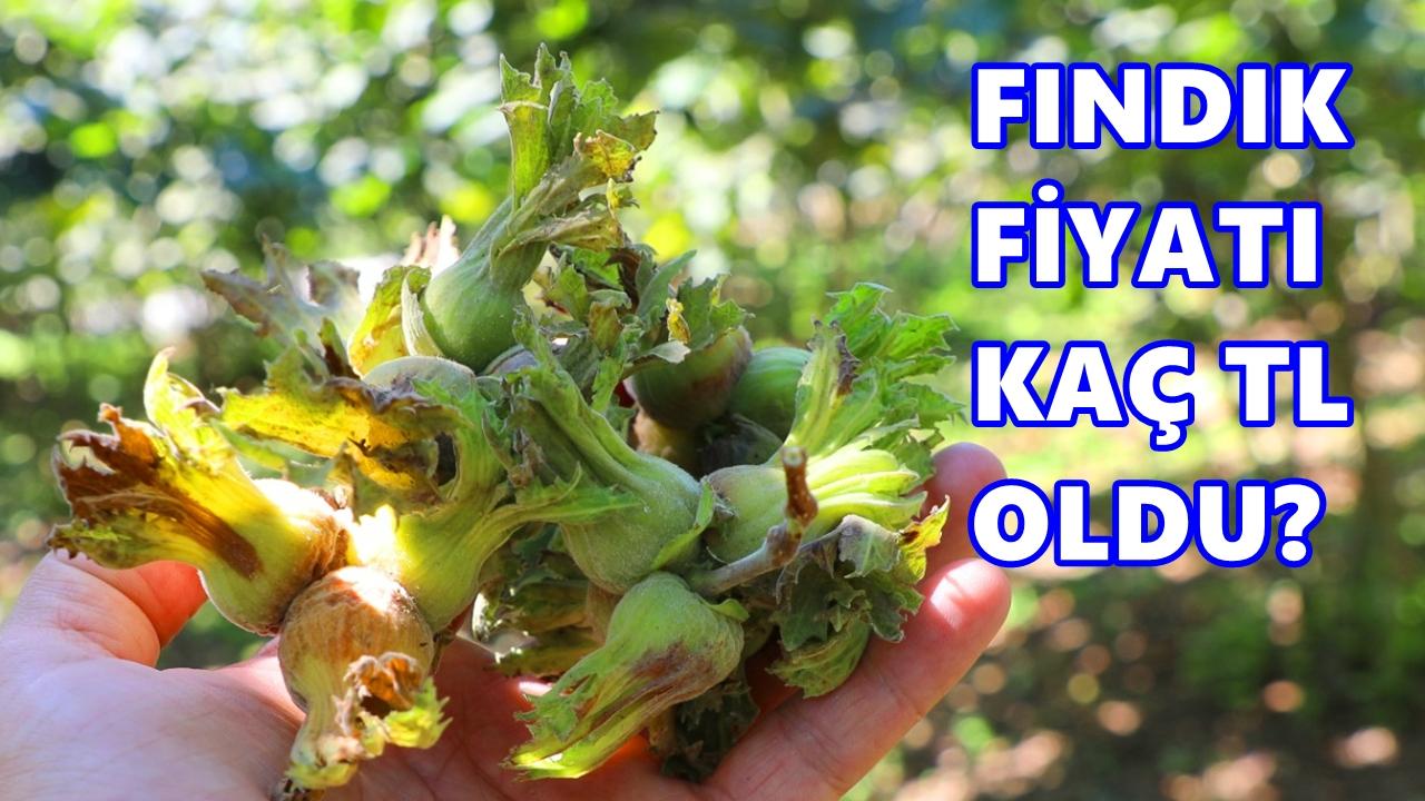 Fındık Fiyatı 3 Mayıs 2026 Pazar