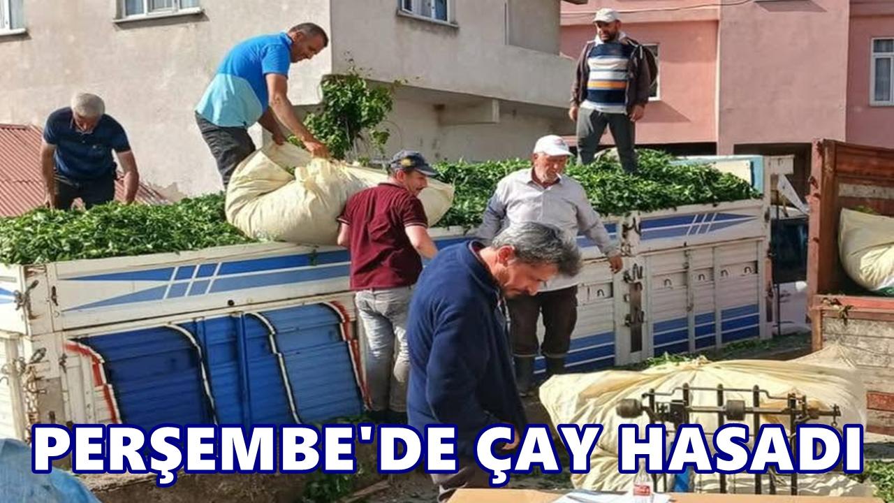 Fındığın Başkentinde Çay Sevinci: Perşembe’de İlk Sürgün Hasadı Başladı