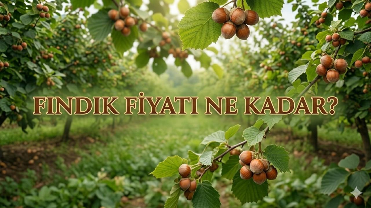Fındık Fiyatı 10 Haziran 2026 Çarşamba