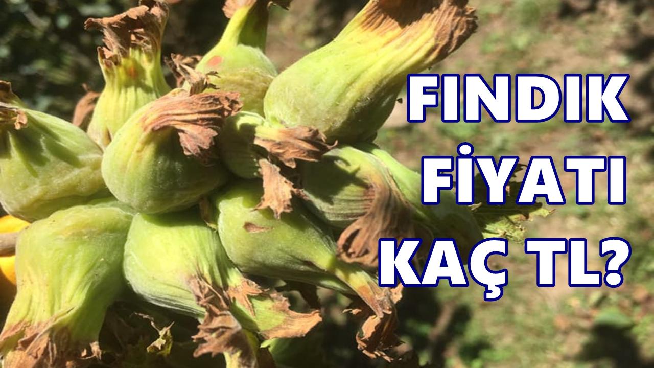 Fındık Fiyatı 14 Haziran 2026 Pazar