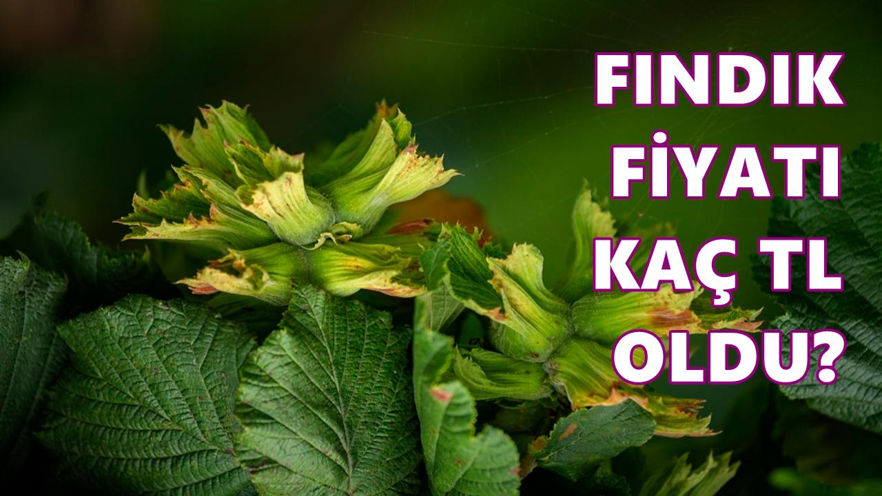 Fındık Fiyatı 5 Haziran 2026 Cuma