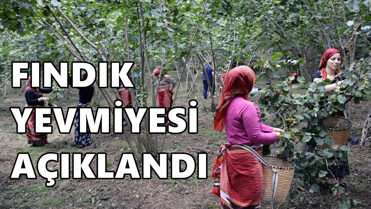 Fındık Hasadı Öncesi İlk Yevmiye Açıklandı! Gözler Şimdi Ordu'da