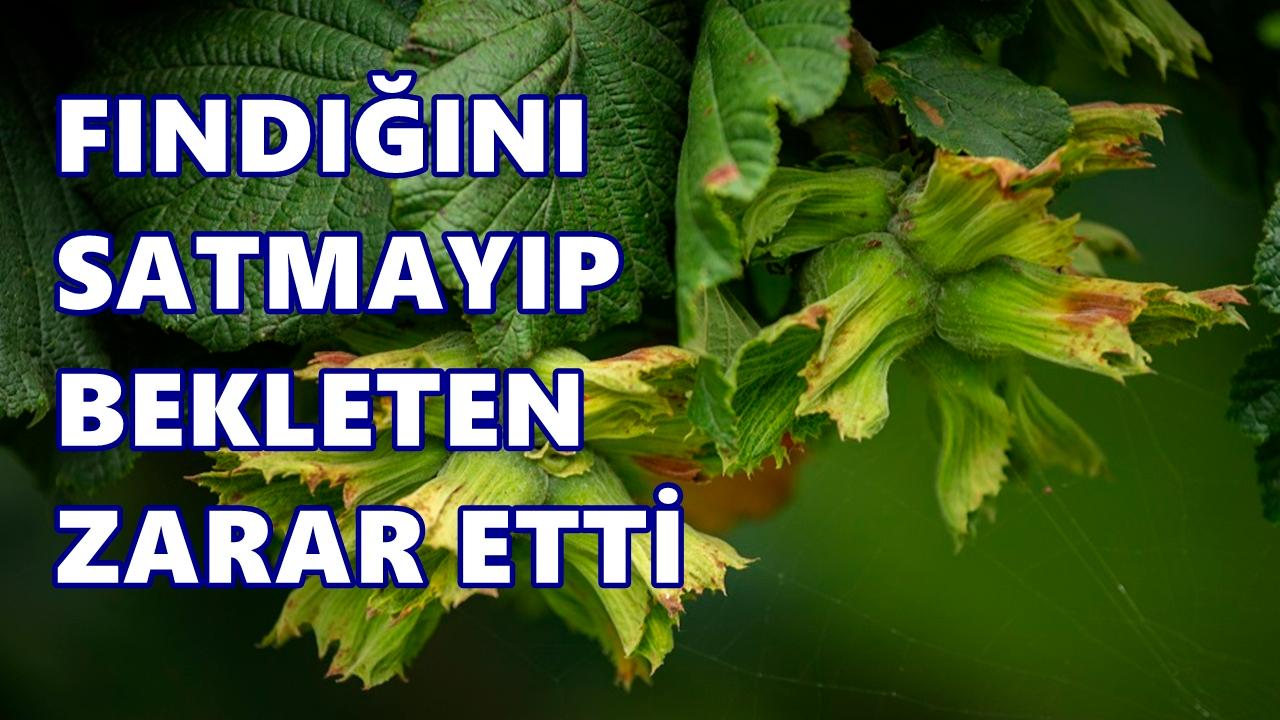Fındıkta Bekleyen Üretici Büyük Kayıpta! Ton Başına Zarar 170 Bin TL'ye Dayandı