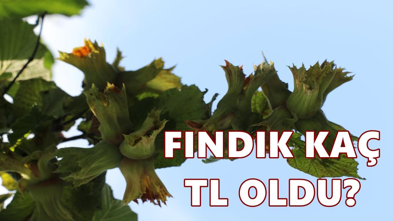 Fındık Fiyatı 5 Temmuz 2026 Pazar