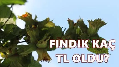 Fındık Fiyatı 13 Temmuz 2026 Pazartesi