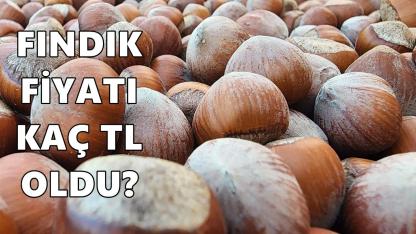 Fındıkta Bekleyiş Sürüyor! Gözler TMO'nun Açıklayacağı Yeni Fiyatta